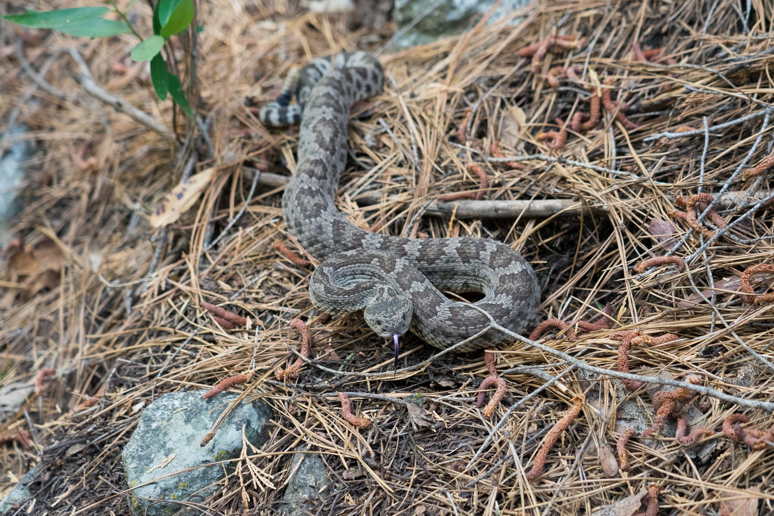 Packraft Descent of the Middle Kings